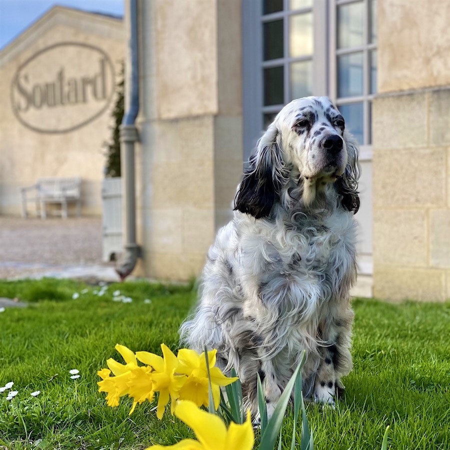 Bleu the English Setter sitting outside Bordeaux Château Soutard